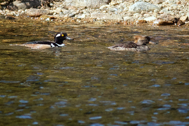 Hooded Merganser