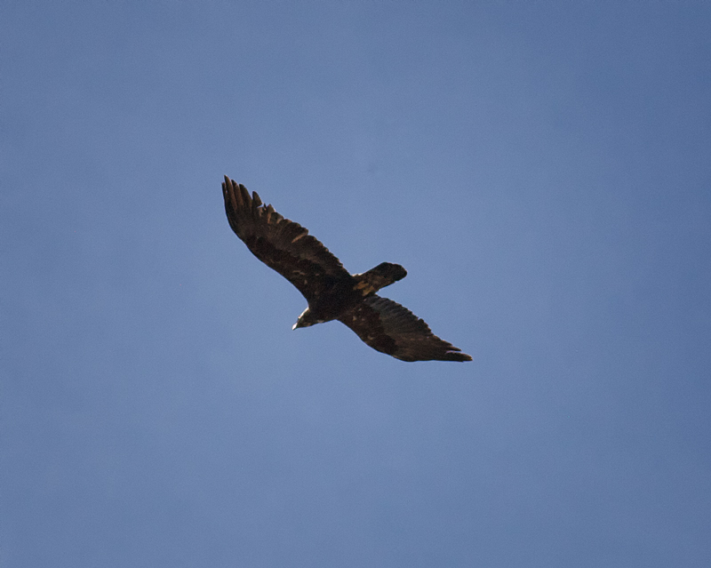 GoldenEagleFlight_3188