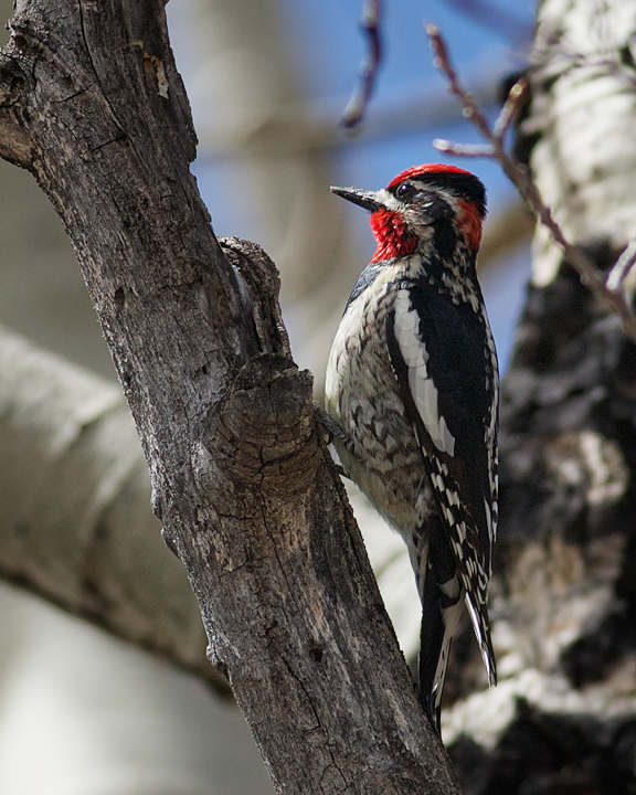 Red-naped Sapsucker