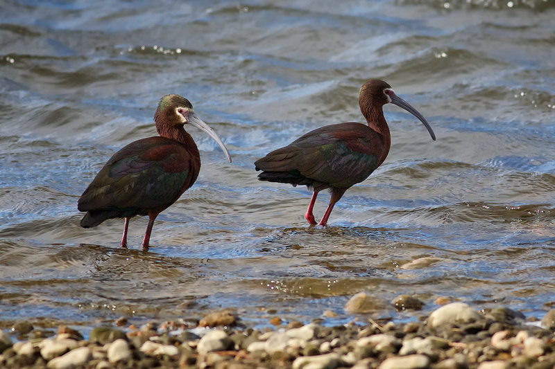 White-Faced Ibis