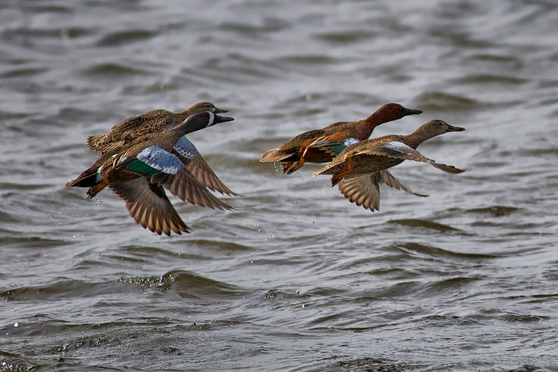 Blue-winged Teal
