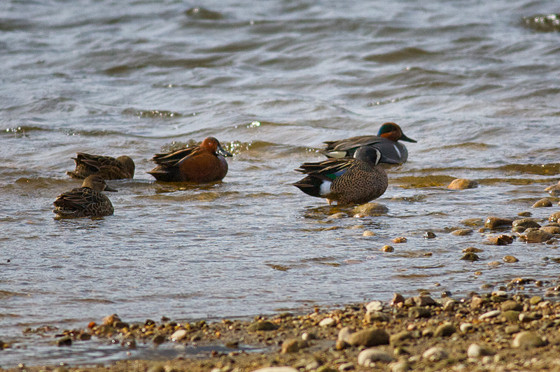 Cinnamon Teal