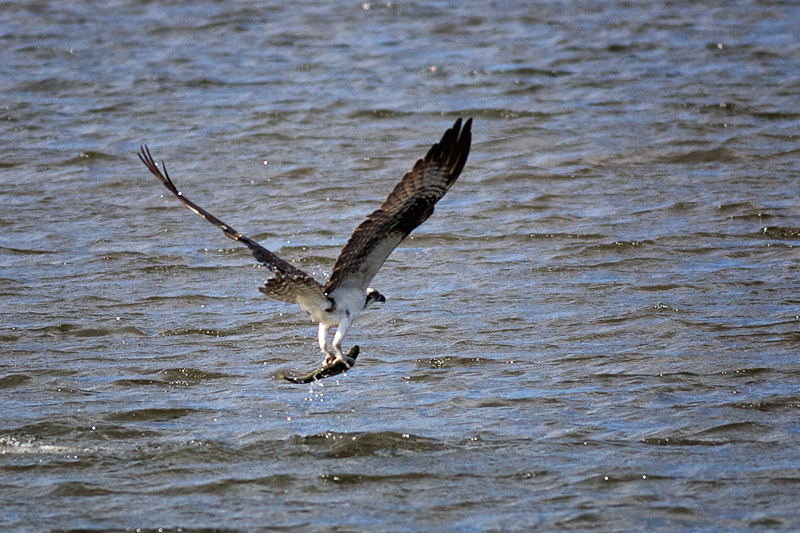 Osprey w/ Fish