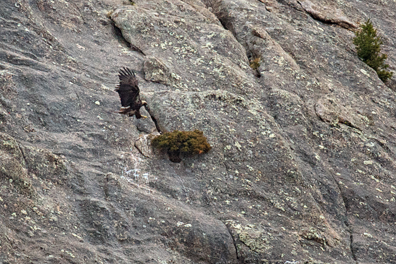 Eagle Landing on nest