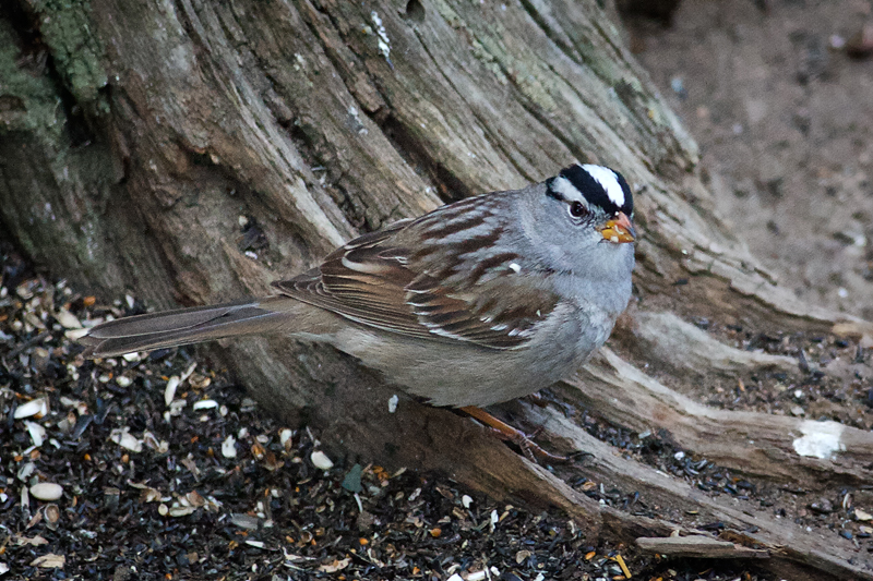 White-crowned Sparrow