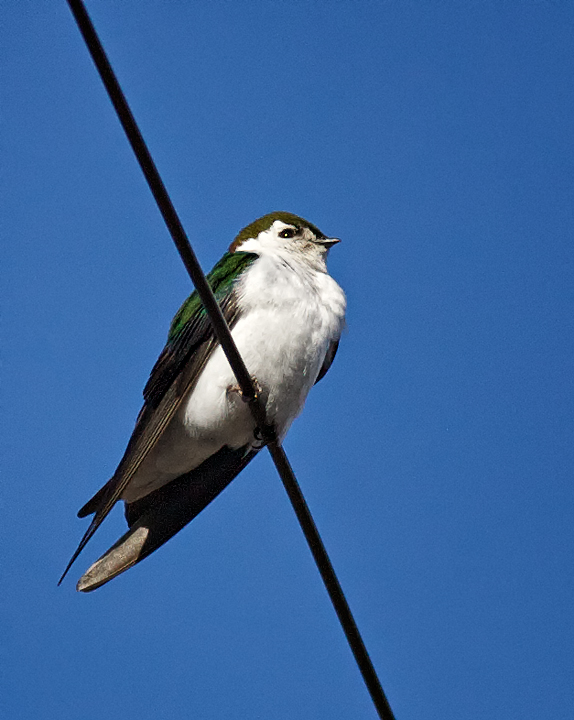 Violet-greenSwallow_3377