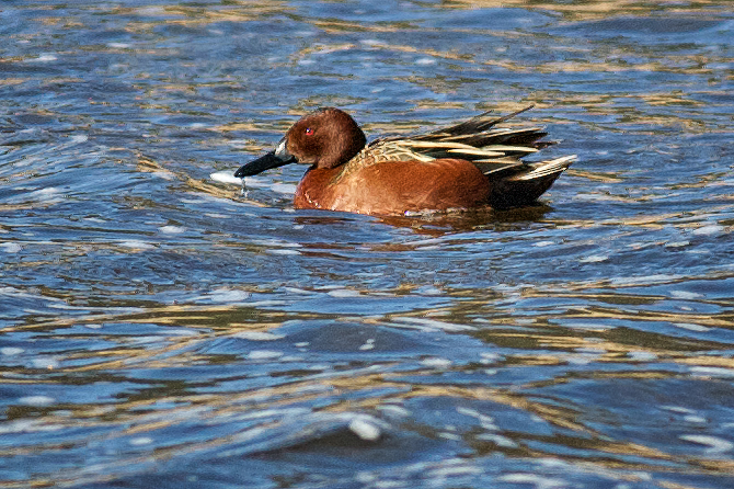 Cinnamon Teal