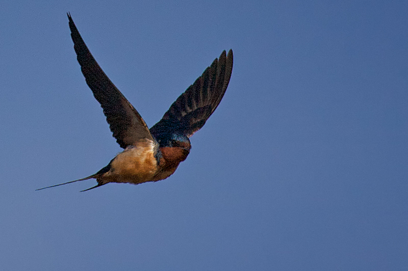 Barn Swallow, IF