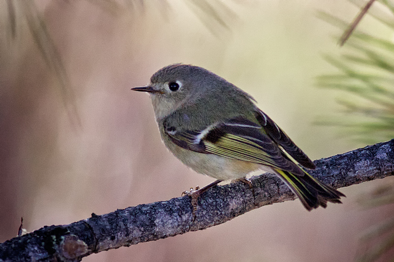 Ruby-crowned Kinglet