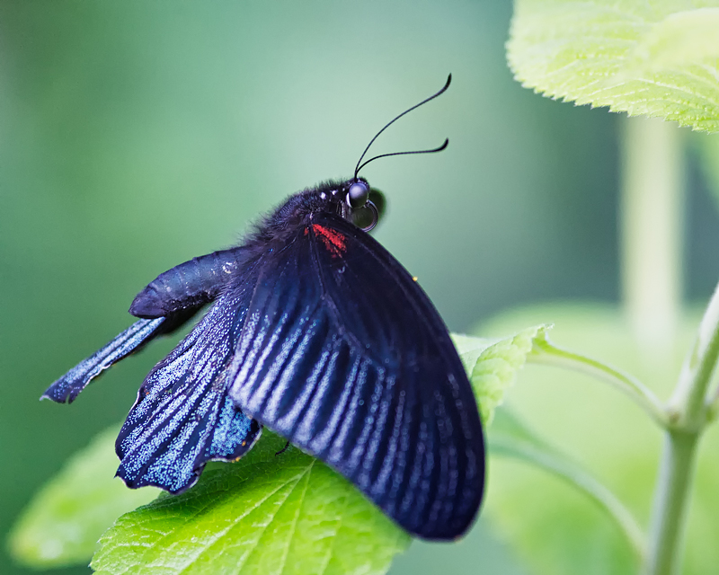 BlueButterfly_2822