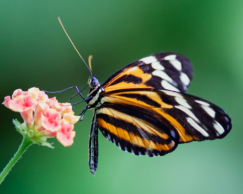 Butterfly_102413_2757