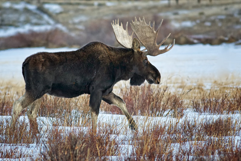 WaldenMoose_1192fb