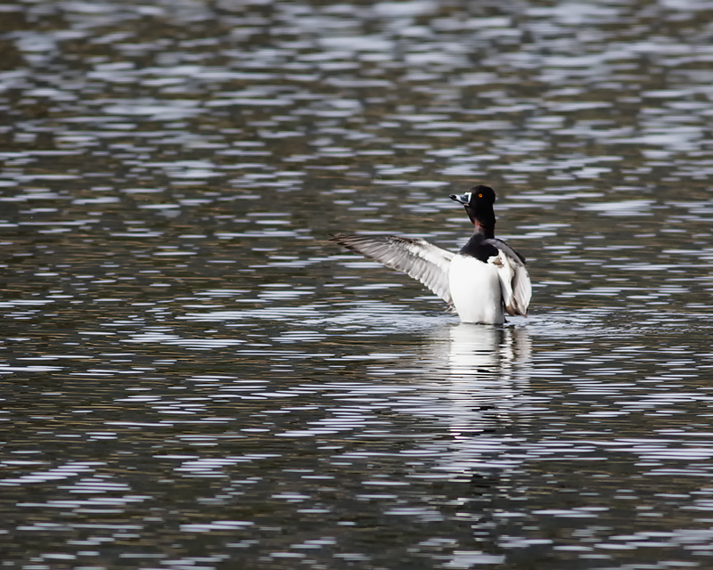 Ring-necked Duck