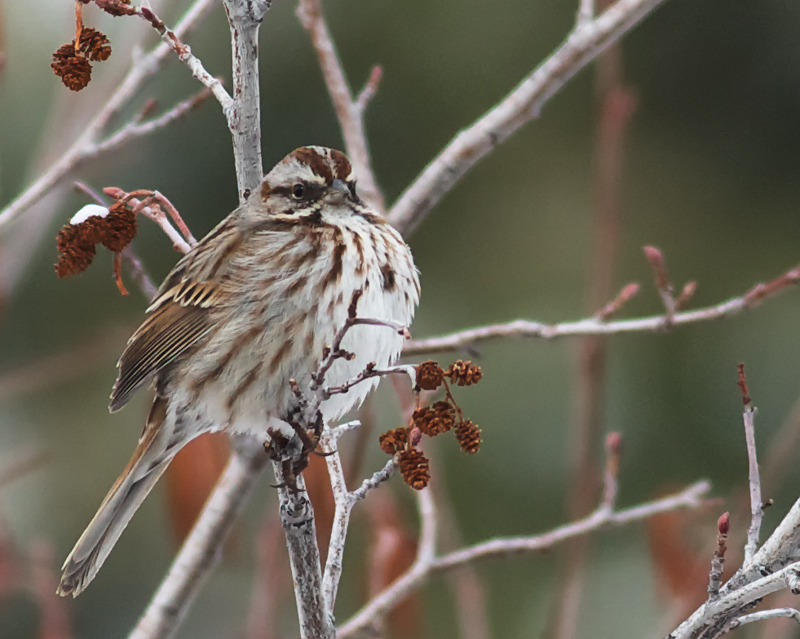 Song Sparrow