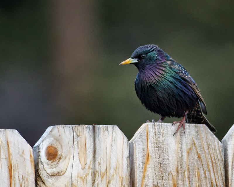 European Starling