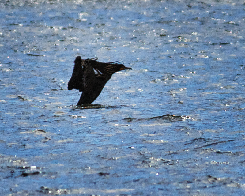 Double-crested Cormorant