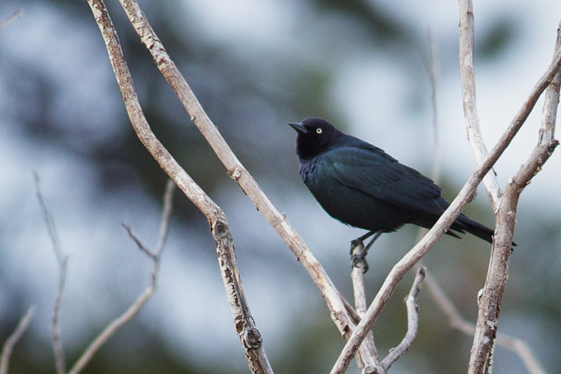 Brewer's Blackbird