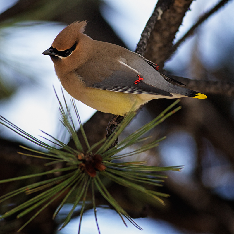 CedarWaxwingFlipBlend_6839
