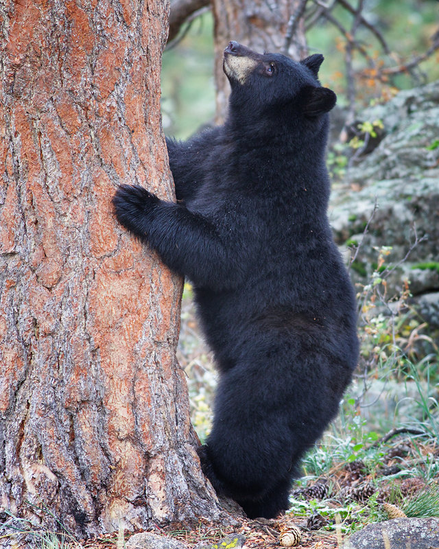 Bear_Magic_8260DPC