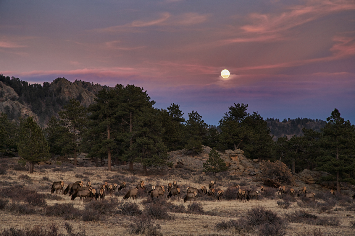 ElkMoonrise_9843@0