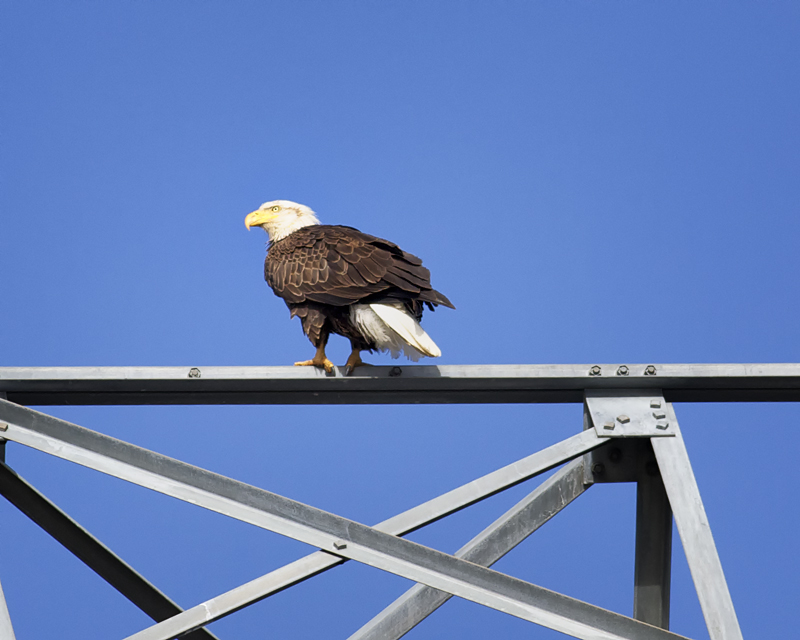 BaldEagle_1378