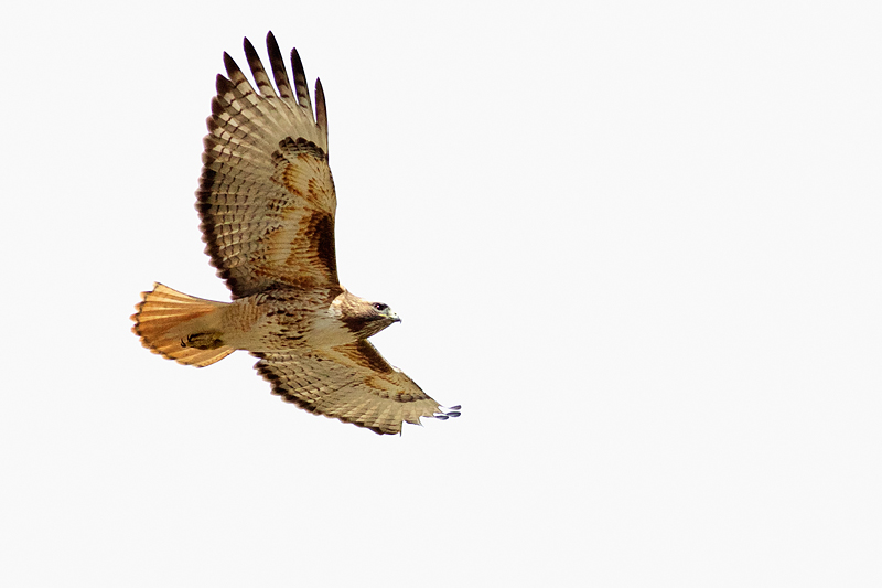RedtailedHawk_1415_DPC