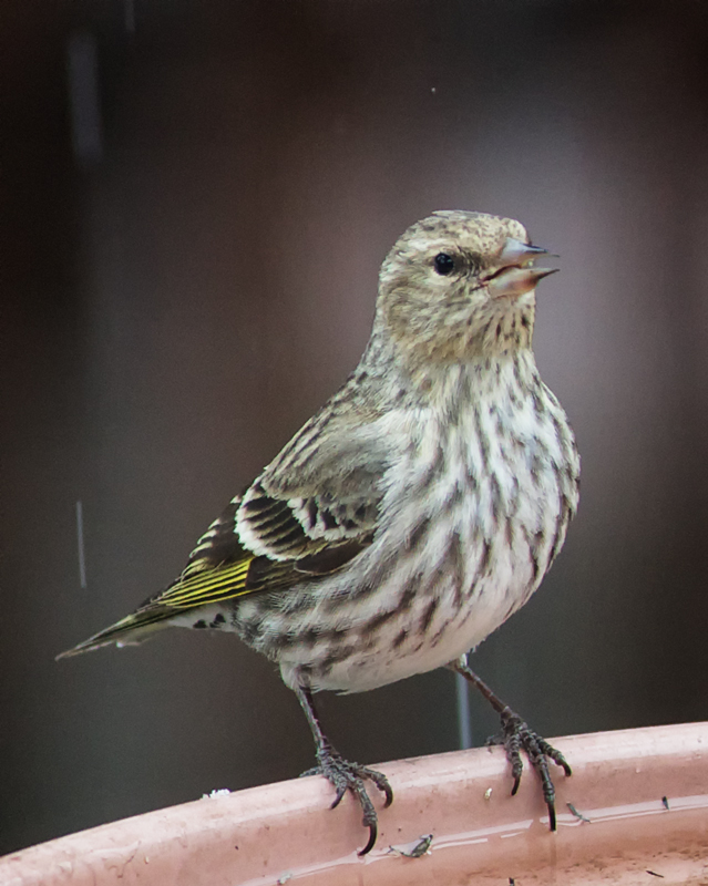 PineSiskin_1453