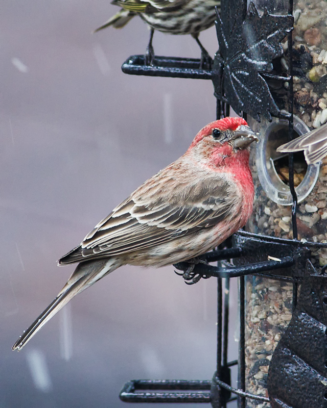 HouseFinch_1469