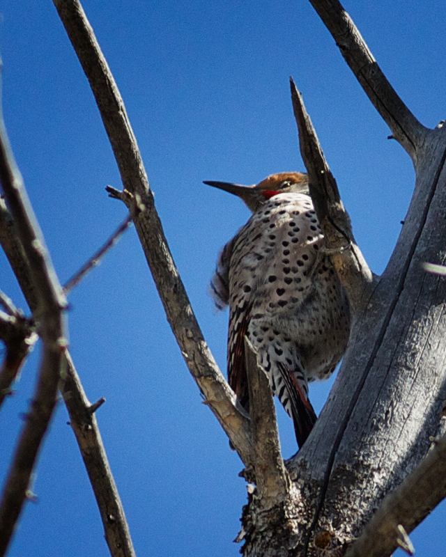 Red-shaftedNorthernFlicker_1529