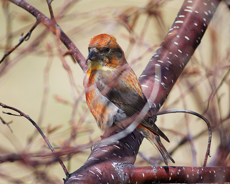 RedCrossbillMale_1668