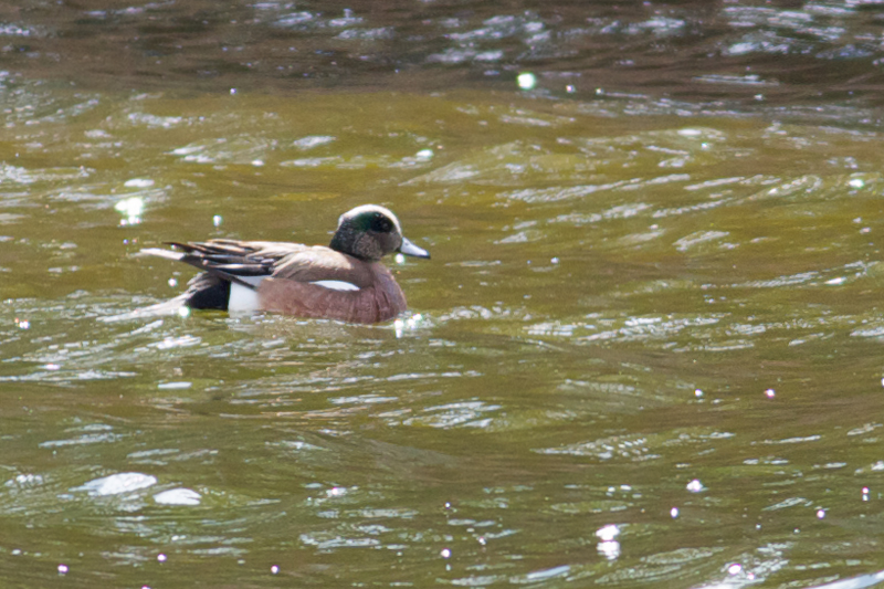 AmericanWigeon_1661