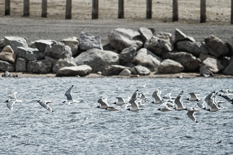 FranklinsGulls_1681