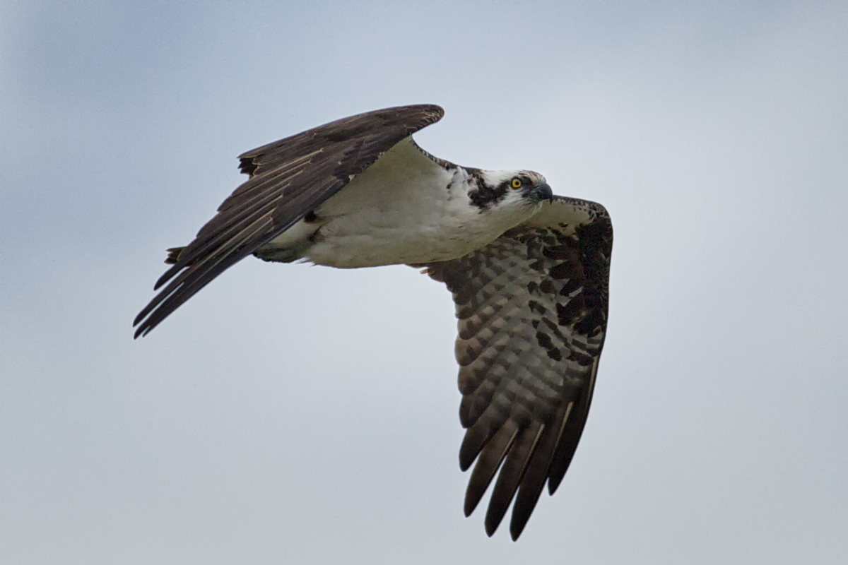 Osprey_1642