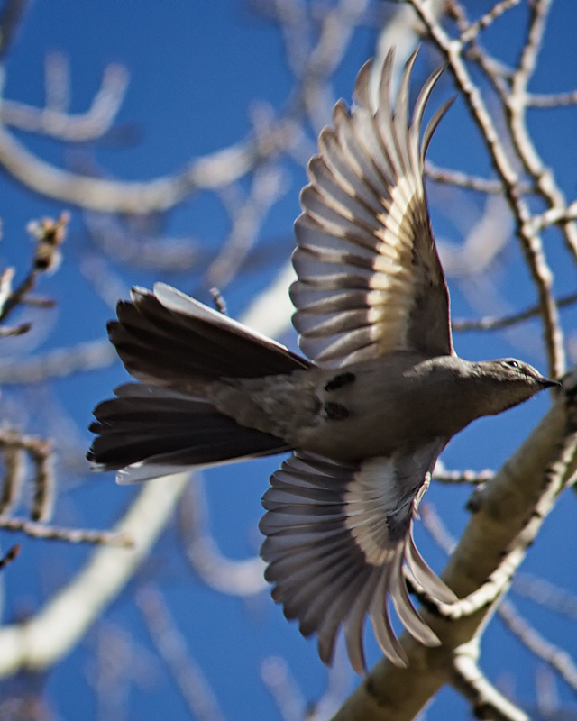 TownsendSolitaireFlight_1702