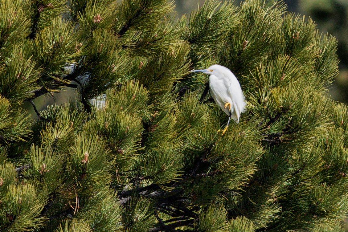 SnowyEgret_2058