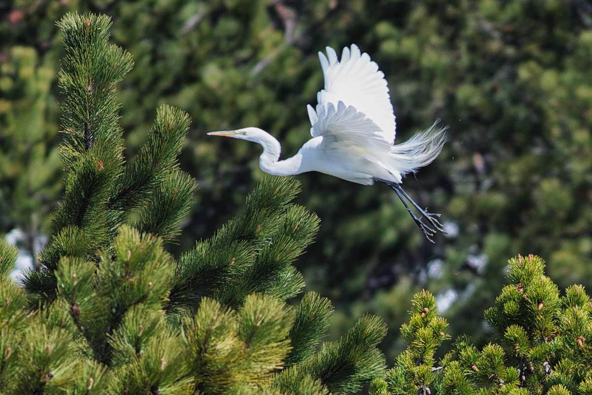 GreatEgret_2047