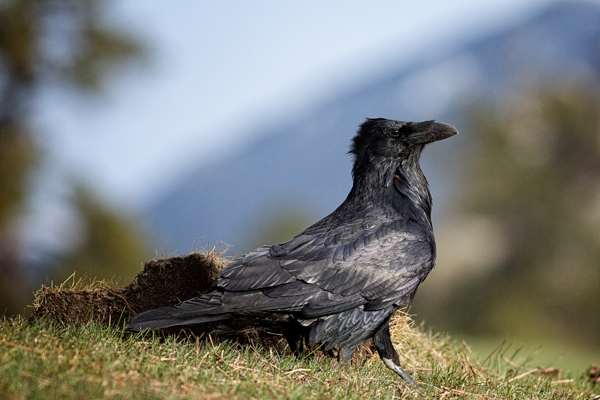 Common Raven