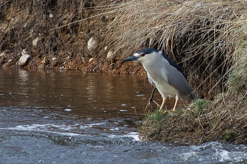 Black-crowned Night-Heron