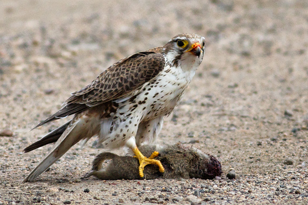 Prairie Falcon