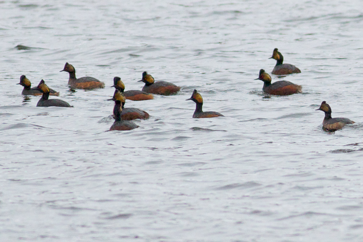 Eared Grebe