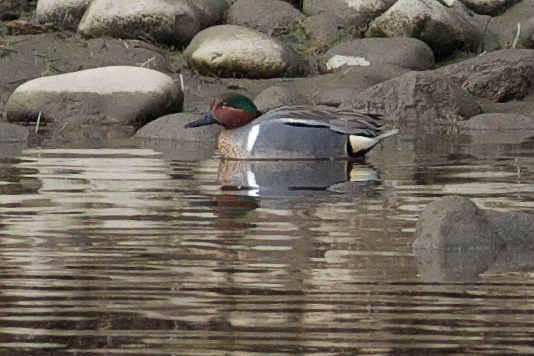 Green-winged Teal, male