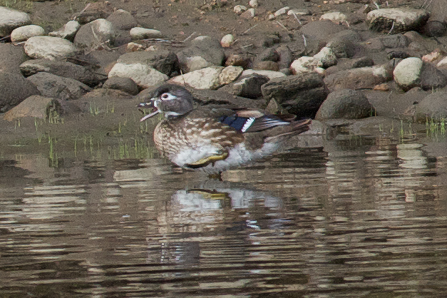 Wood Duck, female