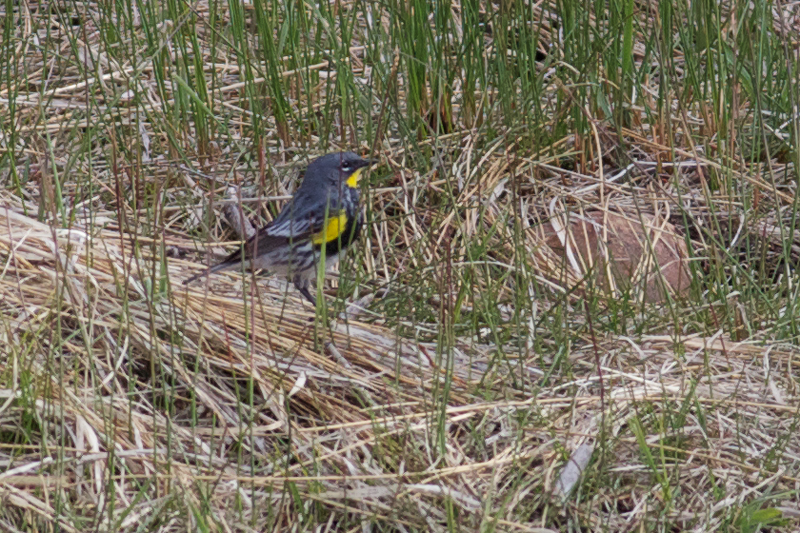 Yellow-rumped Warbler, male, Audobon's