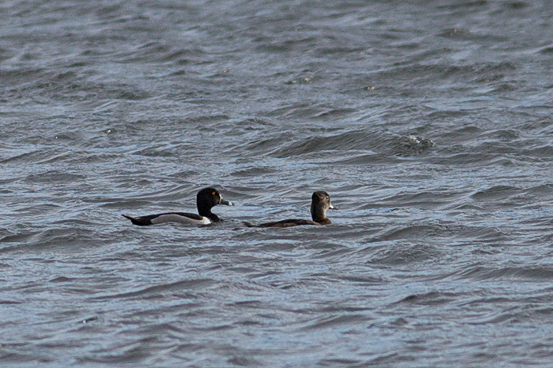 Ring-necked Duck
