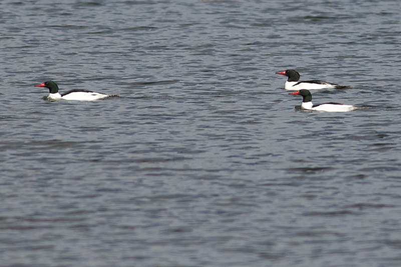 Common Merganser