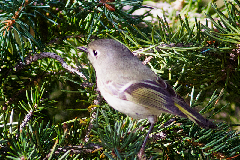 Ruby-crowned Kinglet