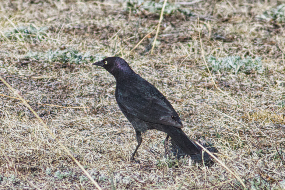 Common Grackle