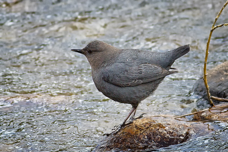American Dipper