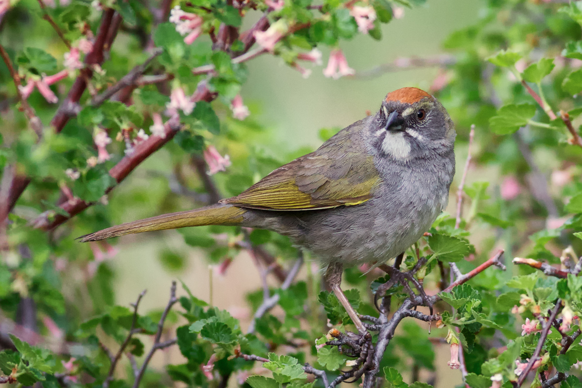 Greenish Yellow Tail and Rufous Crown