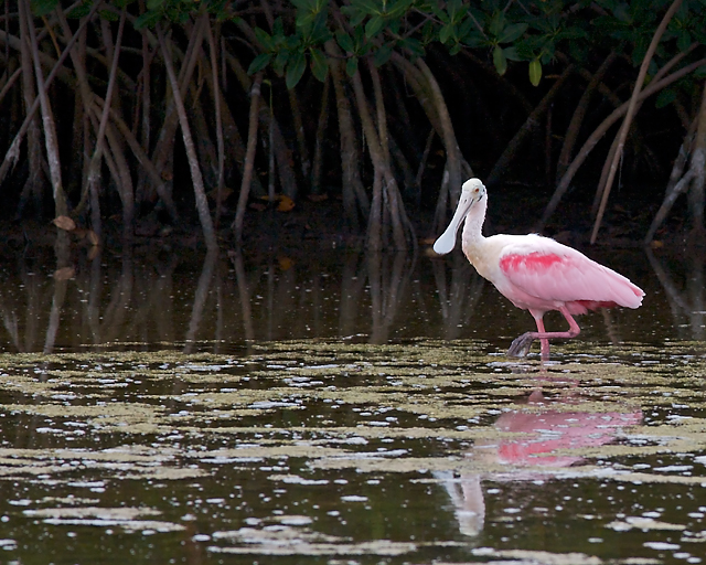 RoseateSpoonbill_7236.jpg